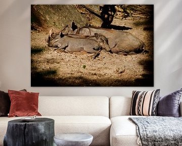 Lounging in the sun by Simon Claassen