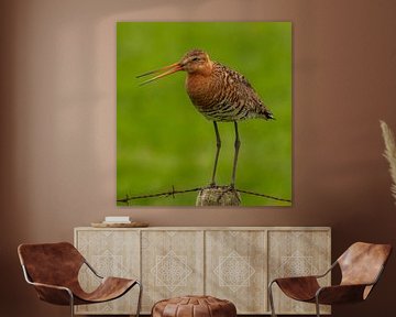 De Grutto, Nationale vogel van Nederland van Rik Zwier