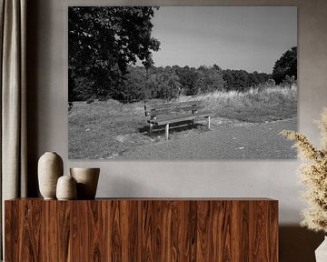 Discover nature in a wooded area in Emsland, Lower Saxony, Germany