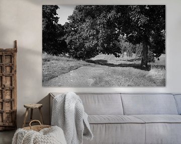 Découvrir la nature dans une zone forestière de l'Emsland, Basse-Saxe, Allemagne sur Bianca Meyering Fotos - BMF