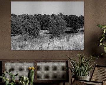 Découvrir la nature dans une zone forestière de l'Emsland, Basse-Saxe, Allemagne sur Bianca Meyering Fotos - BMF