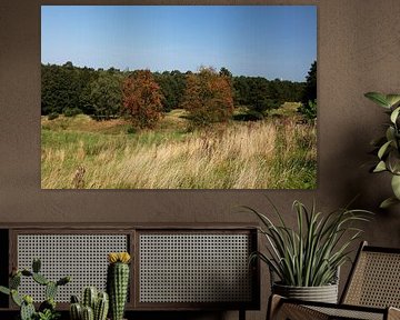 Découvrir la nature dans une zone forestière de l'Emsland, Basse-Saxe, Allemagne sur Bianca Meyering Fotos - BMF