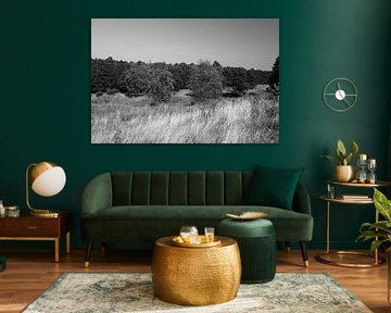 Découvrir la nature dans une zone forestière de l'Emsland, Basse-Saxe, Allemagne sur Bianca Meyering Fotos - BMF