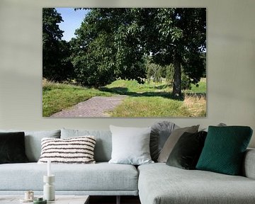 Discover nature in a wooded area in Emsland, Lower Saxony, Germany
