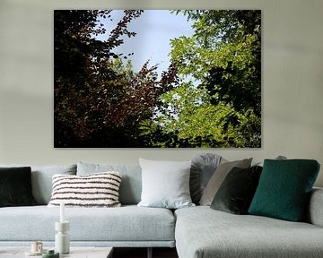 Discover nature in a wooded area in Emsland, Lower Saxony, Germany