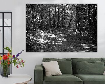 Discover nature in a wooded area in Emsland, Lower Saxony, Germany