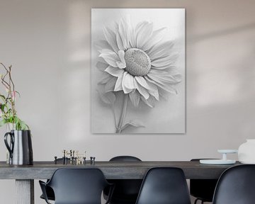 witte zonnebloem van haroulita