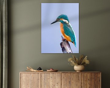 kingfisher