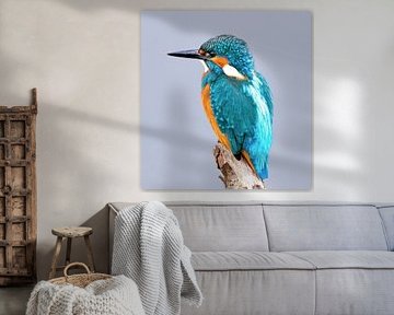 Eisvogel