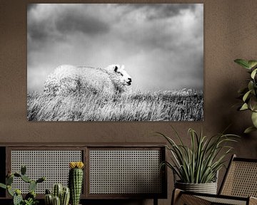 Texels schaap op dijk. van Ron van der Stappen