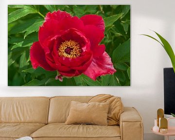 Macro picture of a red peony by Thomas Poots