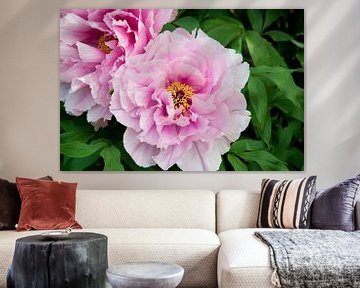 pink peony by Thomas Poots