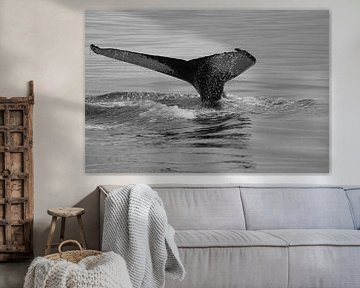 Walvis duikt onder water in IJsland van Melanie Hermes