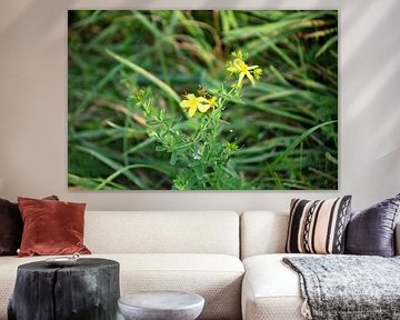 Découvrir la nature dans une zone forestière de l'Emsland, Basse-Saxe, Allemagne