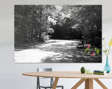 Discover nature in a wooded area in Emsland, Lower Saxony, Germany