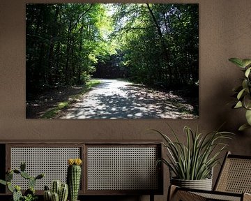 Discover nature in a wooded area in Emsland, Lower Saxony, Germany