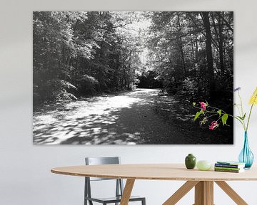 Discover nature in a wooded area in Emsland, Lower Saxony, Germany