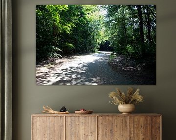 Discover nature in a wooded area in Emsland, Lower Saxony, Germany