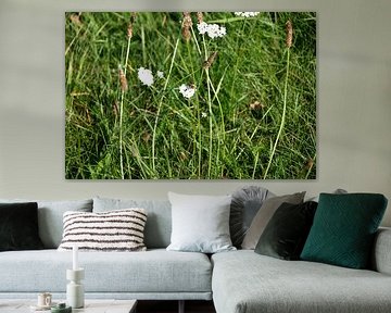 Discover nature in a wooded area in Emsland, Lower Saxony, Germany