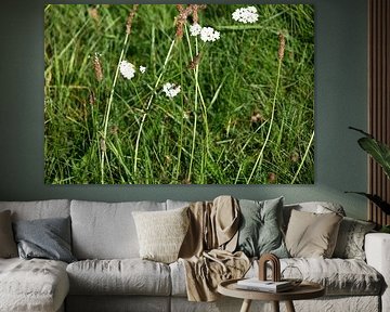 Discover nature in a wooded area in Emsland, Lower Saxony, Germany