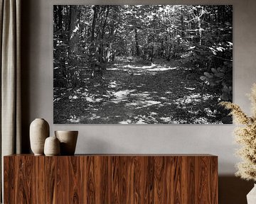 Discover nature in a wooded area in Emsland, Lower Saxony, Germany