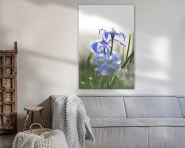 Blauw in de vrieskou