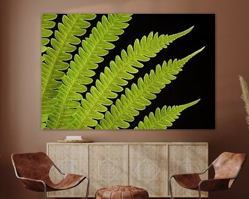 Leaf of an Ostrich Fern