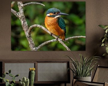 Eisvogel Nahaufnahme von Brian Morgan