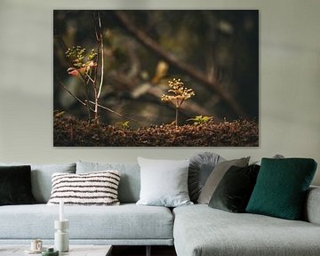 Neues Leben im Wald