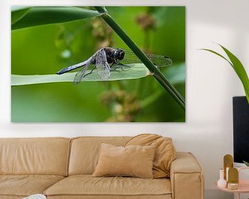 Dragonfly on a reed leaf