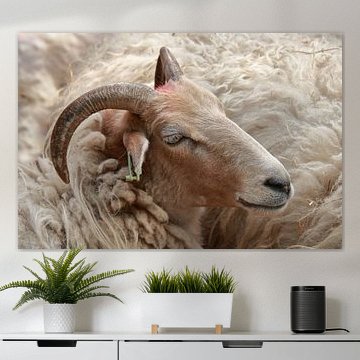 Porträt eines ungeschorenen Drents Heideschaap 1