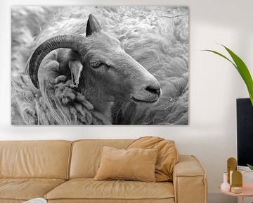 Portret van een ongeschoren Drents Heideschaap 2