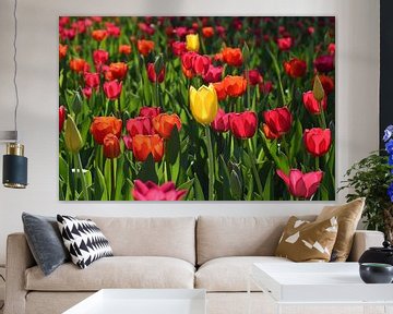 Tulips in bloom in the garden by Claude Laprise