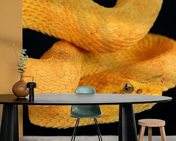 Wimpergroefkopadder (Bothriechis schlegelii) van Ronald Pol