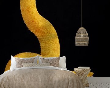 Wimpergroefkopadder (Bothriechis schlegelii) van Ronald Pol