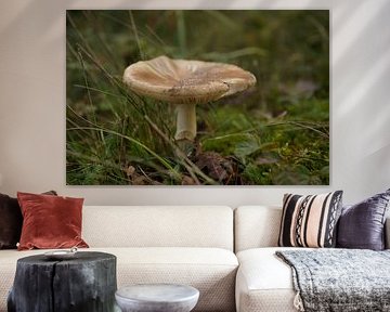 Le champignon dans toute sa splendeur sur Madeltijntje
