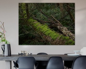 un arbre tombé avec de la mousse