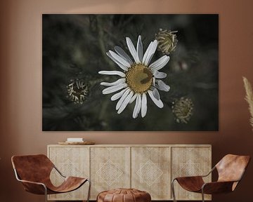 Magaritte met hartschaduw in de bloem