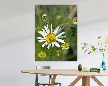 Magaritte met hartschaduw in de bloem