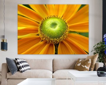 Yellow flower