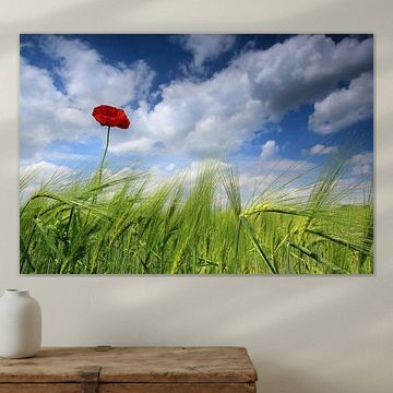 Mohn. von Patrick Brouwers