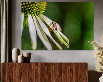 Schwebfliegen auf Blüte