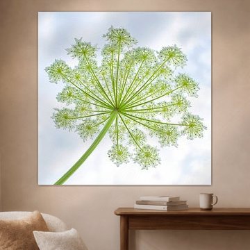 Wreath of giant hogweed 1 by Jaap Tanis