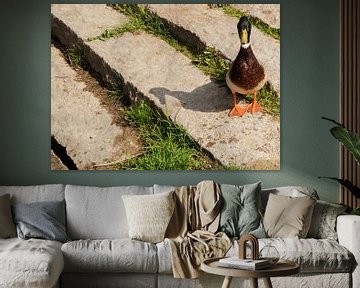 Ente auf dem Bild