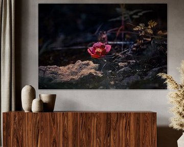 Rote Blume