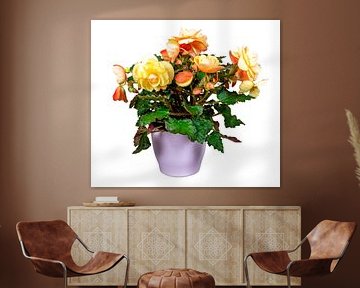 Orange begonia flowers in a flower pot on a white background
