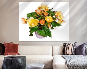 Orange begonia flowers in a flower pot on a white background