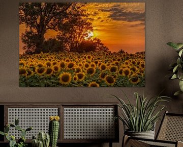 Zonsondergang boven zonnebloemen in Zuid-Limburg van John Kreukniet