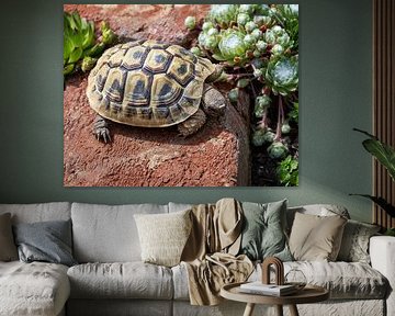Greek tortoise in a terrarium