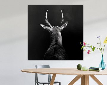 Antelope black and white by Poster Art Shop